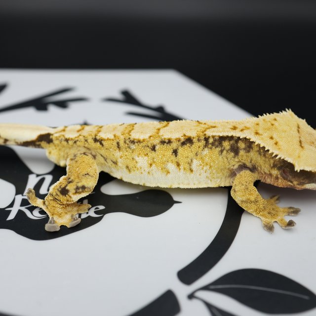 Tri Extreme Harlequin White Pin White Spot Normal