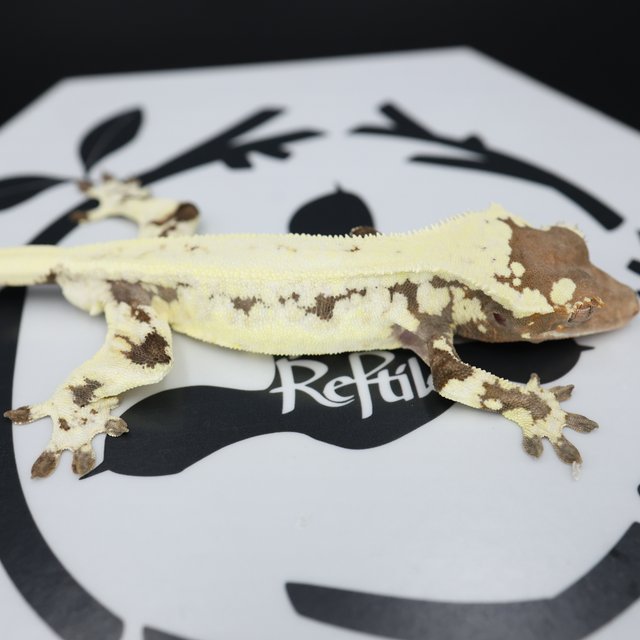 Frappuccino Drippy Solid Back White Spot White Pin Full Pinstripe