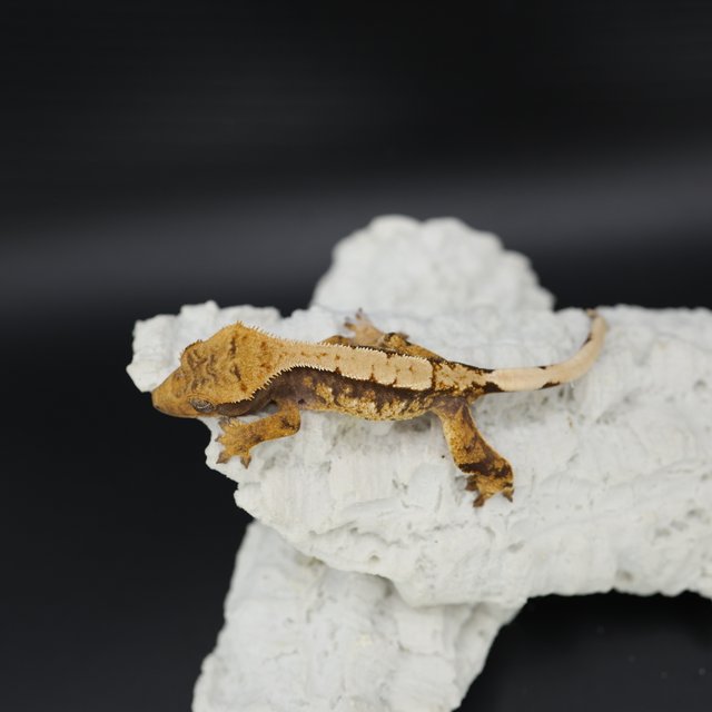 Tri White Spot Extreme Harlequin White Pin