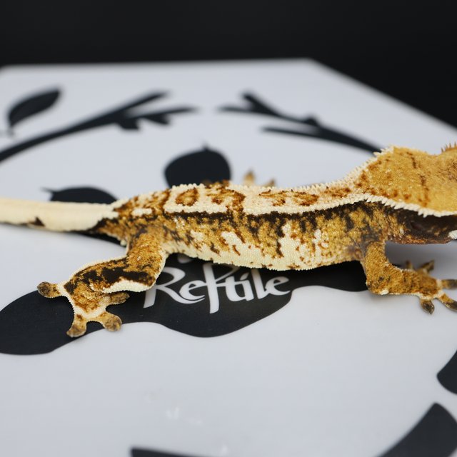 Tri Extreme Harlequin Tangerine White Pin White Spot Normal