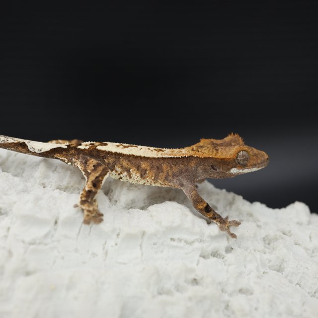 Sable Tri White Pin White Spot