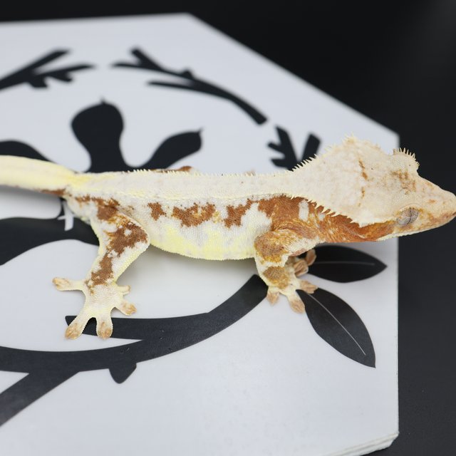 Lilly White Red Drippy Solid Back White Spot White Pin