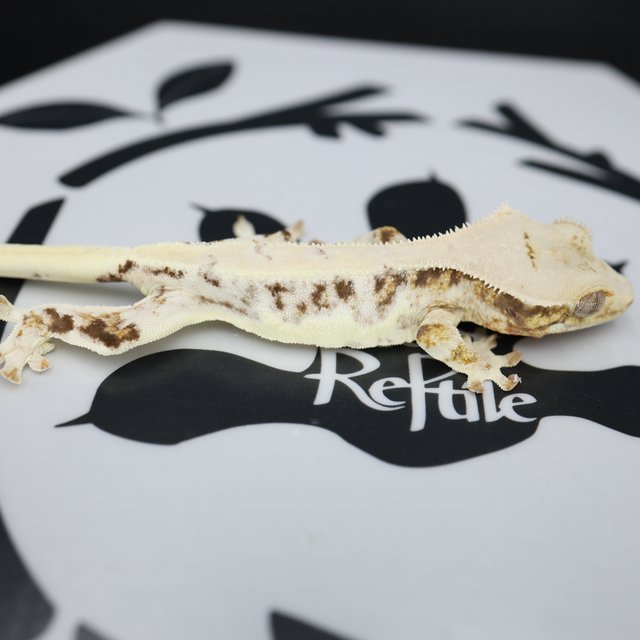 Lilly White Drippy White Spot White Pin