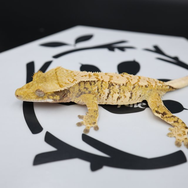 Tri Extreme Harlequin White Pin White Spot Normal