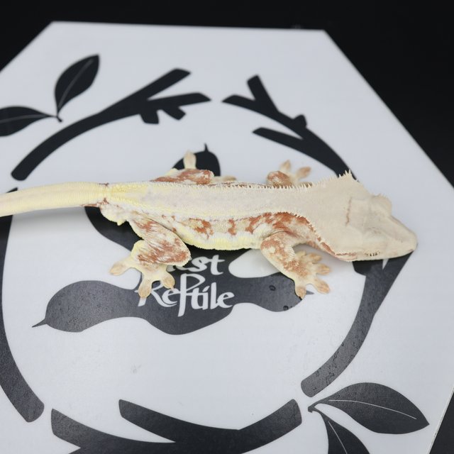 Lilly White Drippy Solid Back Full Pinstripe White Spot Red