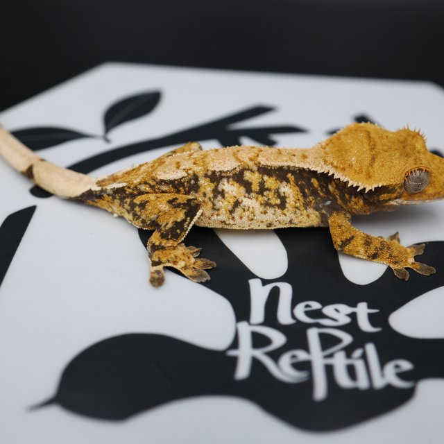 Normal Tri Extreme Harlequin White Pin White Spot Tangerine