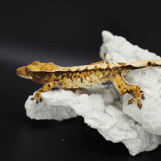 Tangerine White Crown White Spot Extreme Harlequin Tri