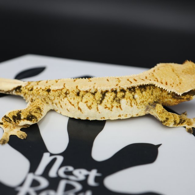 Tri Extreme Harlequin White Pin White Spot Normal