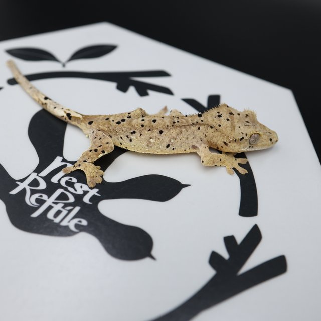 Dalmatian Super Dalmatian Altitude Normal