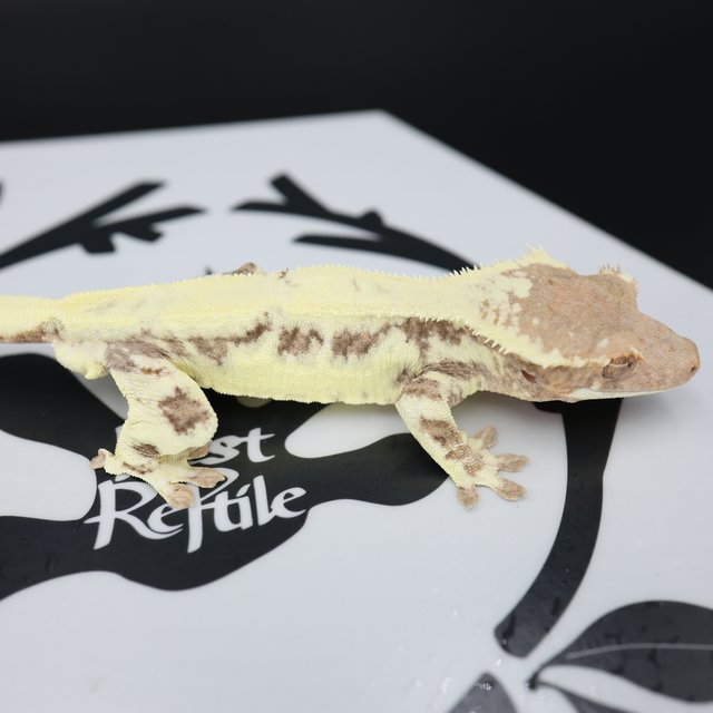 Frappuccino Drippy White Pin White Spot Full Pinstripe