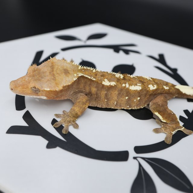 Normal Cappuccino White Pin White Spot