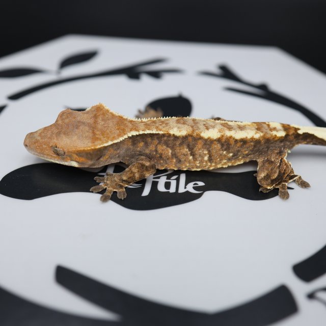 Normal Tri Extreme Harlequin Cappuccino White Spot White Pin