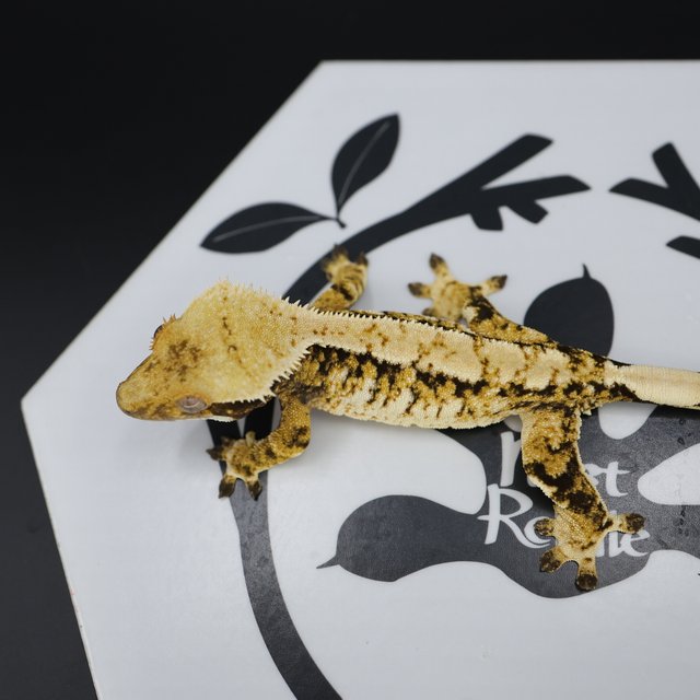 Normal Tri Extreme Harlequin White Spot White Pin