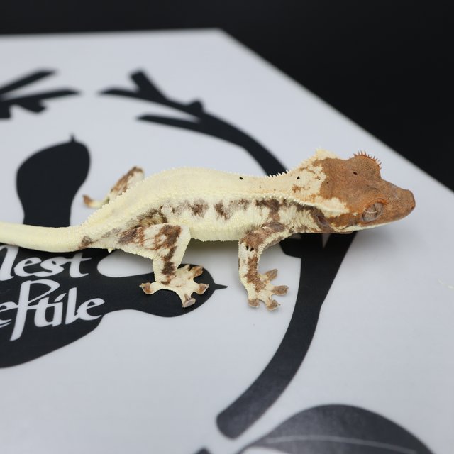 Frappuccino Drippy White Spot Full Pinstripe White Pin