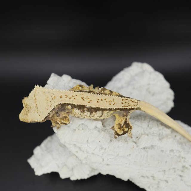 Normal Drippy White Spot White Pin Tri