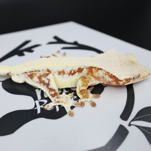 Lilly White Red Drippy Solid Back White Spot Full Pinstripe