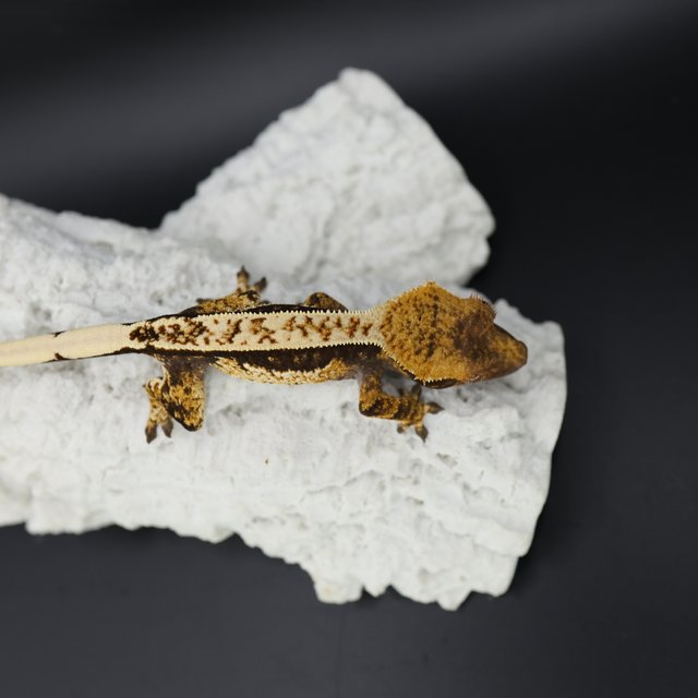 블랙 화이트 화이트스팟 화이트핀 화이트크라운