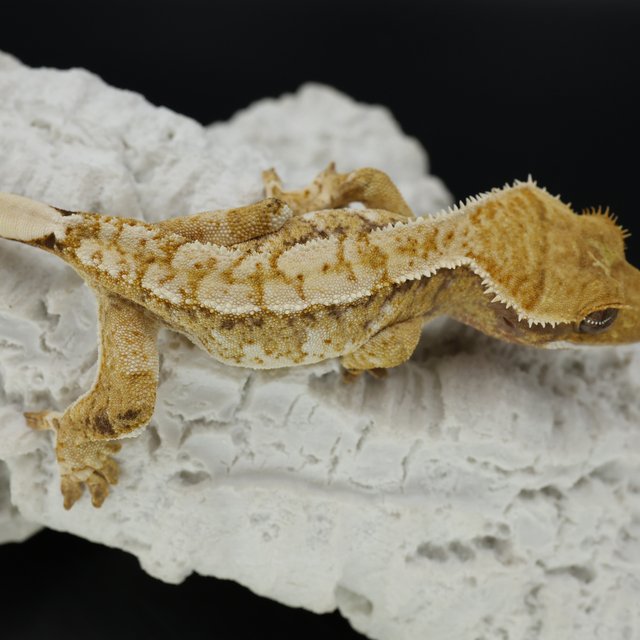 Normal Tri White Spot Extreme Harlequin White Pin White Crown