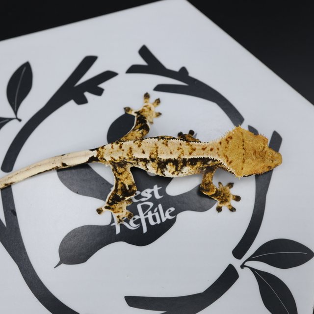 Normal Tri Extreme Harlequin White Spot White Pin