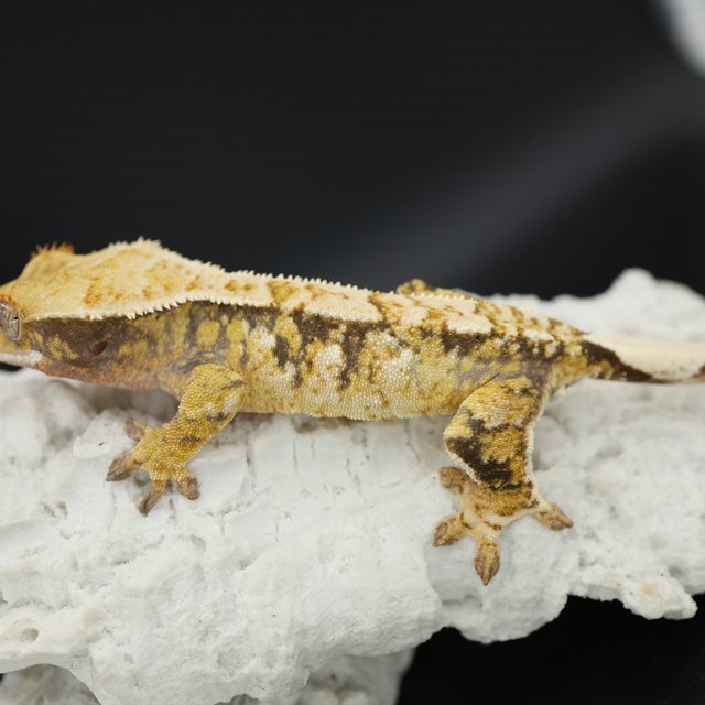 Tri Extreme Harlequin White Pin White Spot White Crown Drippy