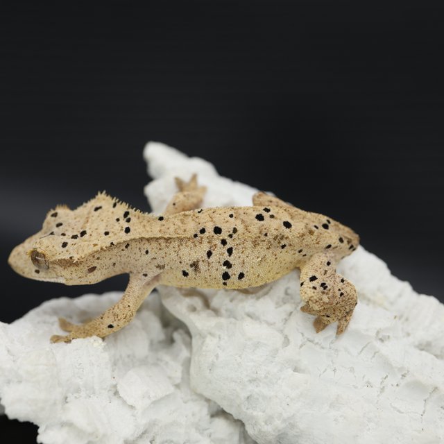 Bi Patternless Phantom Super Dalmatian