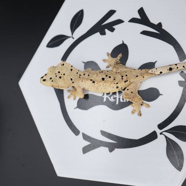 Dalmatian Super Dalmatian Altitude Normal