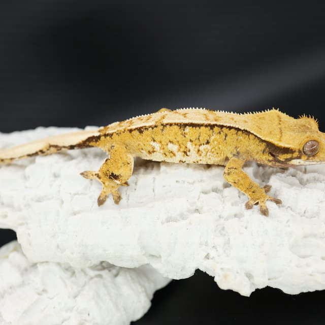 트라이 익스트림할리퀸 화이트핀 화이트스팟