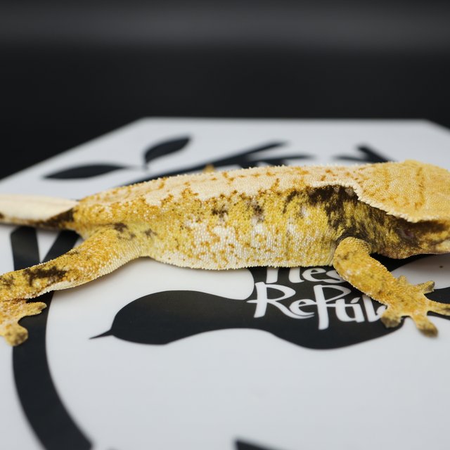 Tri Extreme Harlequin White Pin White Spot Normal