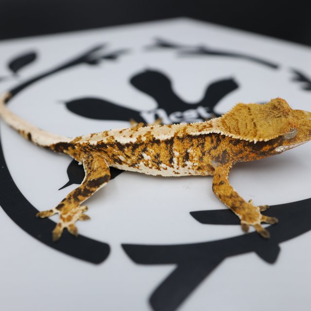 Normal Tri Tangerine White Spot Extreme Harlequin