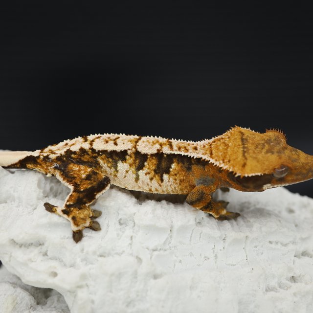 Tangerine Tri Extreme Harlequin White Spot White Crown White Pin