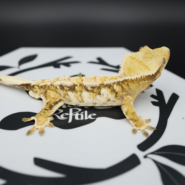 Normal Tri Quad White Spot Pinstripe Extreme Harlequin