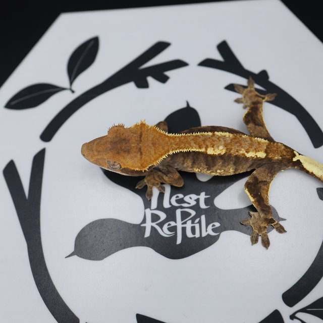 Normal Cappuccino White Pin Extreme Harlequin White Spot