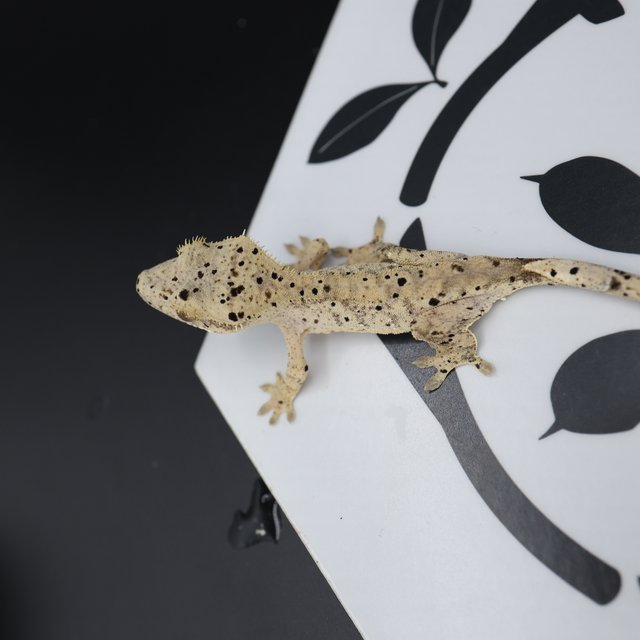 Altitude Dalmatian Super Dalmatian Normal