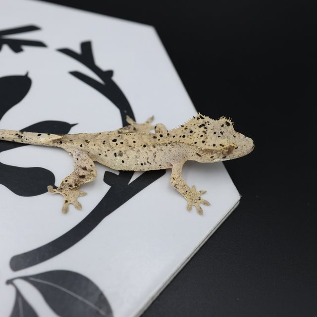 Altitude Dalmatian Super Dalmatian Normal