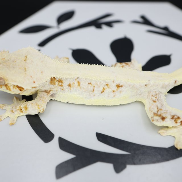 릴리화이트 크림 솔리드백 드리피 화이트스팟 화이트핀