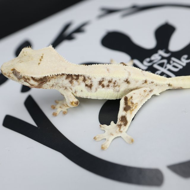 Lilly White Drippy White Spot White Pin