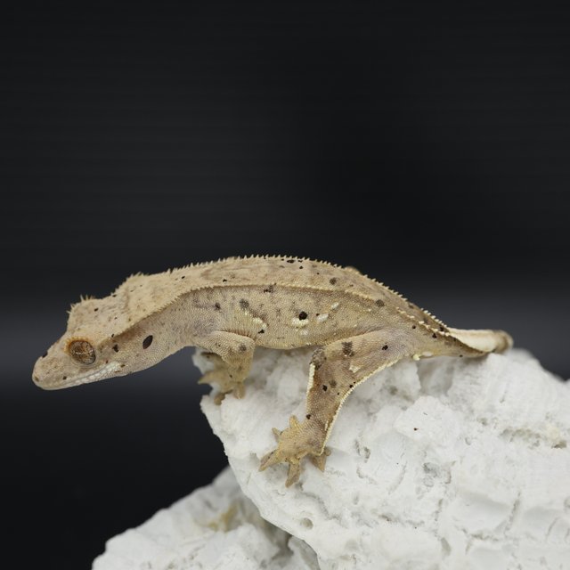 Bi Patternless Phantom White Pin Super Dalmatian