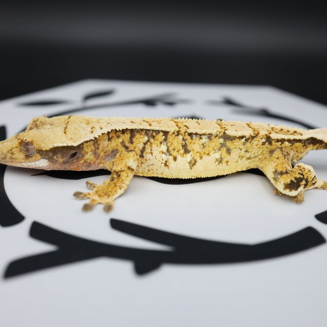 Tri Extreme Harlequin White Pin White Spot Normal