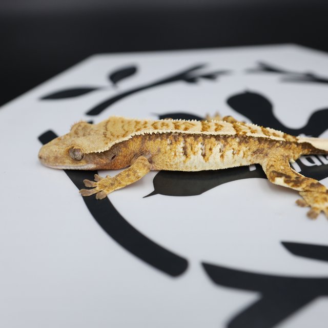 Normal Tri Drippy White Spot Full Pinstripe Pinstripe