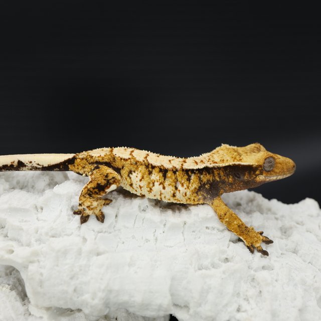 트라이 텐저린 화이트스팟 화이트크라운 솔리드백 드리피