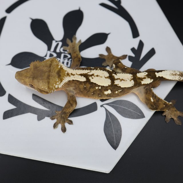 Normal Sable White Spot White Pin