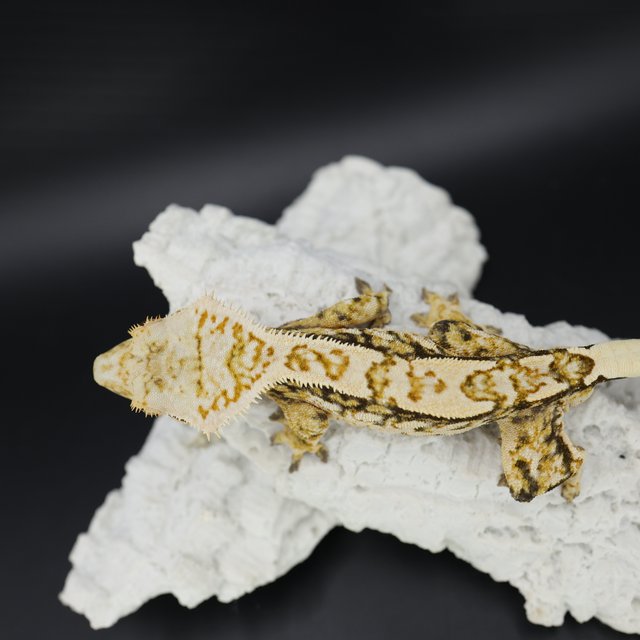 Pinstripe Quad Tri White Crown White Pin Extreme Harlequin