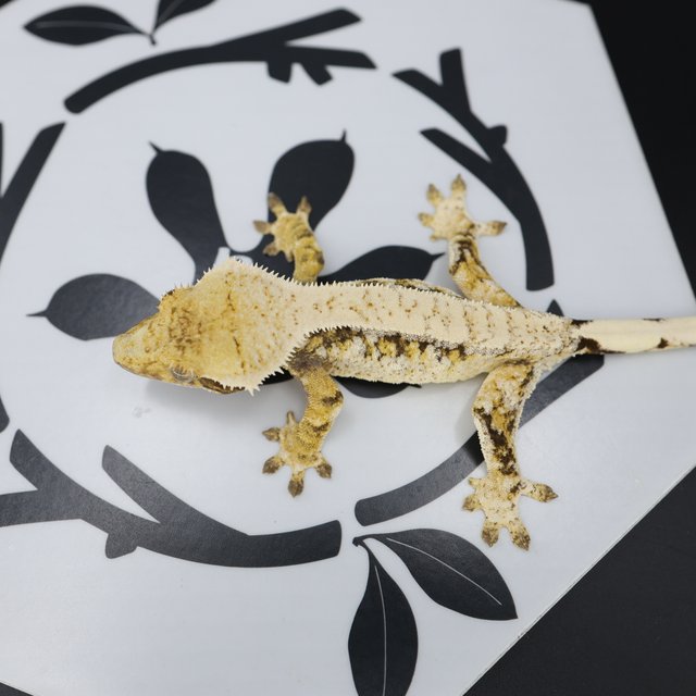 Normal Tri Drippy Extreme Harlequin White Spot White Pin