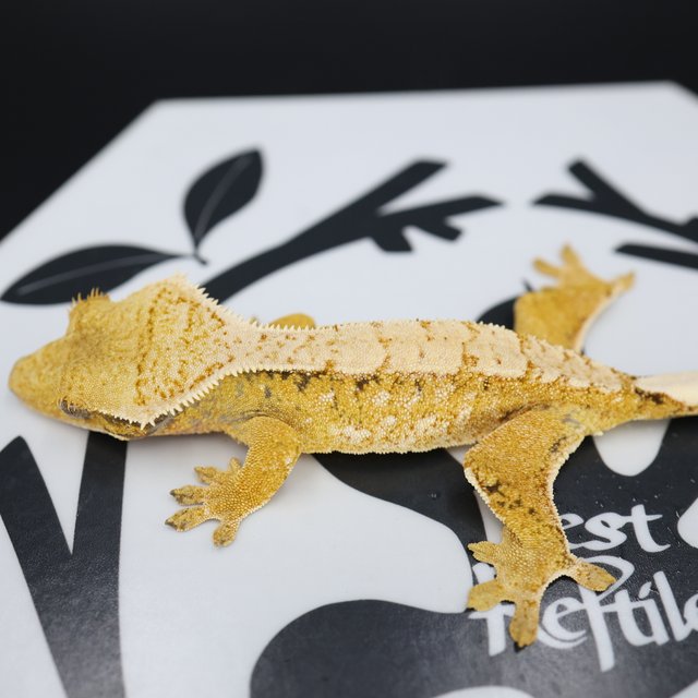 Normal Tri Extreme Harlequin White Spot White Pin Solid Back