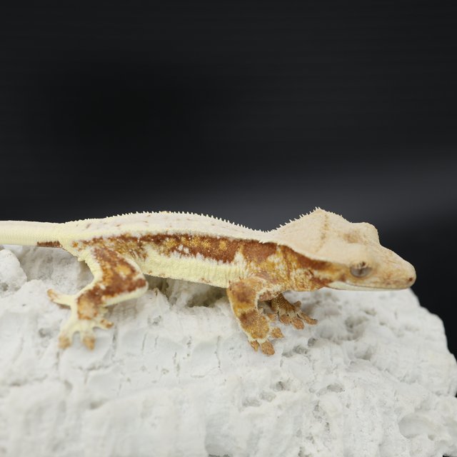 Red Tri Drippy Lilly White