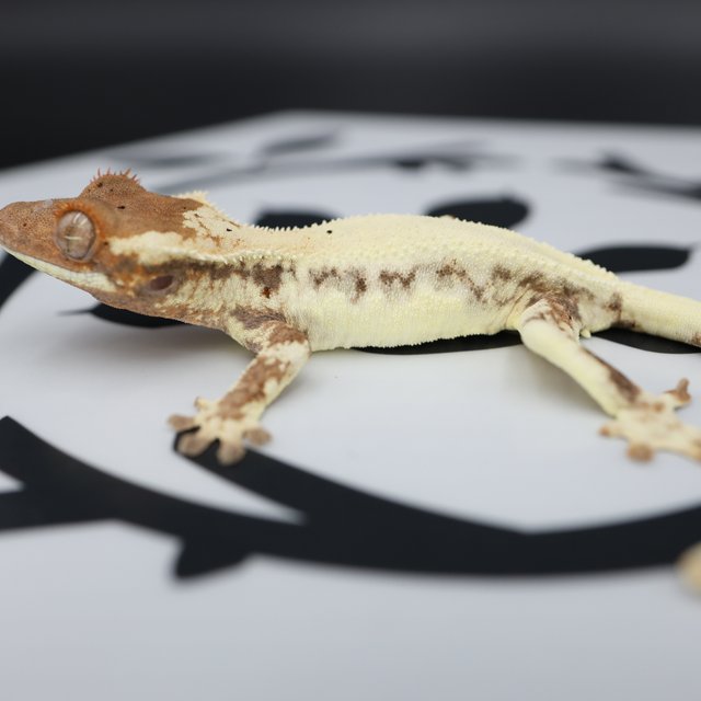 Frappuccino Drippy White Spot Full Pinstripe White Pin