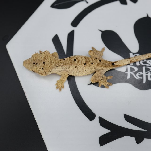 Dalmatian Super Dalmatian Normal