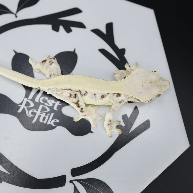 릴리화이트 솔리드백 드리피 화이트핀 화이트스팟 풀핀