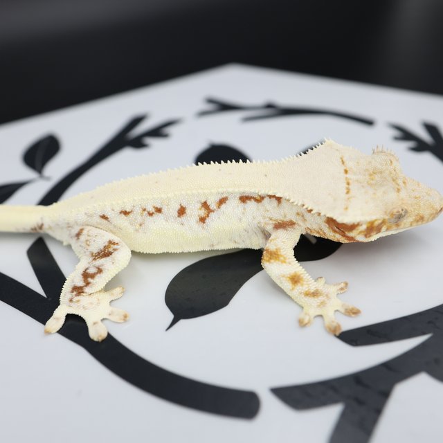 Normal Drippy Red Solid Back White Spot White Pin