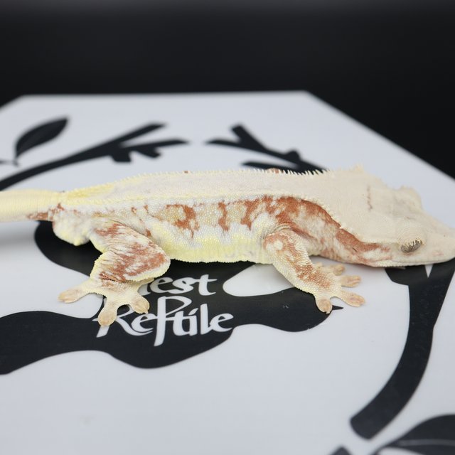 Lilly White Drippy Solid Back Full Pinstripe White Spot Red